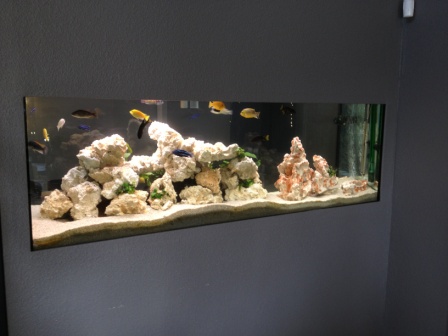 aquarium cichidés
